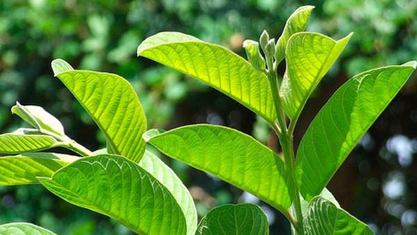 Cách trị sâu răng tại nhà bằng lá ổi