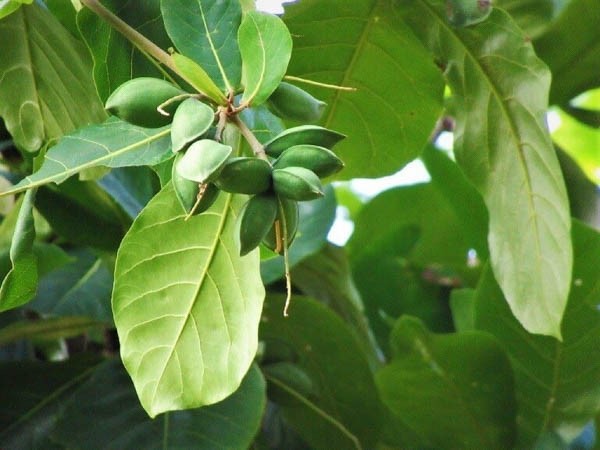 Cách trị sâu răng tại nhà bằng lá bàng