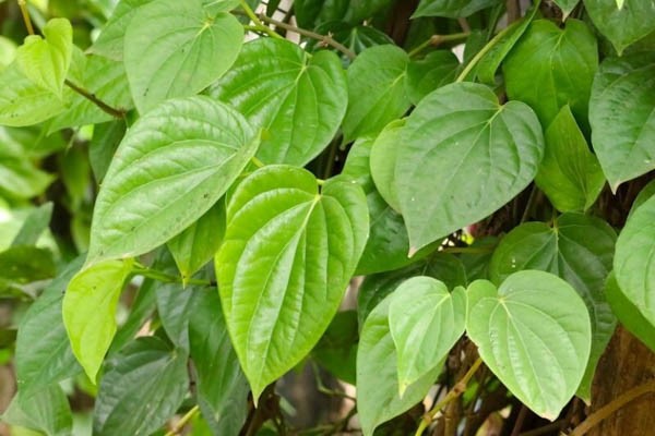 Cách trị sâu răng tại nhà bằng lá trầu không