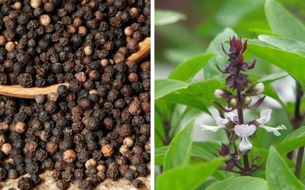 Cách trị sâu răng tại nhà bằng hạt tiêu đen và húng quế