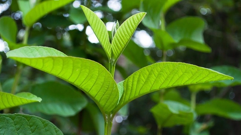 Lá ỏi