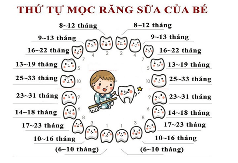 Trẻ mọc răng ở độ tuổi nào?