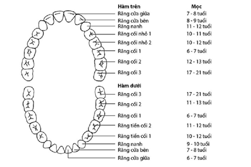 Thứ tự mọc răng sữa