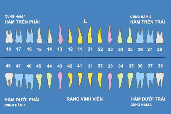 Thời gian và thứ tự mọc răng vĩnh viễn