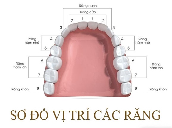 Răng số 7 nằm ở vị trí nào?