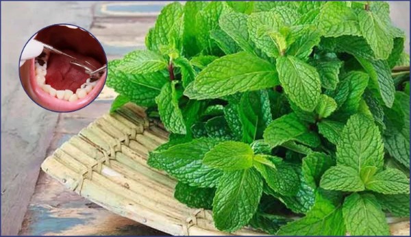 Lá bạc hà – Làm dịu cơn đau răng với tinh chất menthol