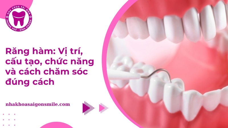 Răng hàm là gì? Vị trí, cấu tạo, phân loại, chức năng và cách chăm sóc