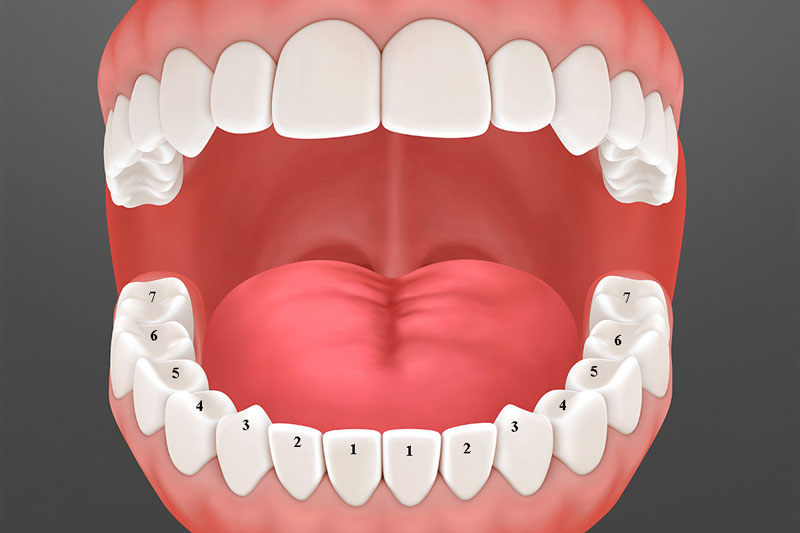 Vị trí răng hàm nằm ở đâu?