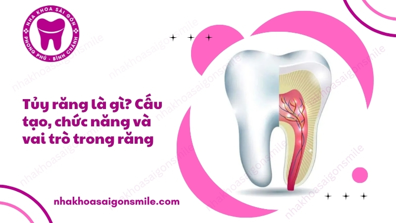 104. Tuy rang la gi Cau tao chuc nang va vai tro trong rang