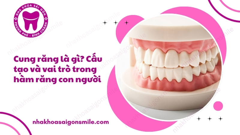 96. Cung rang la gi Cau tao va vai tro trong ham rang con nguoi