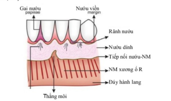 Cấu tạo của nướu răng