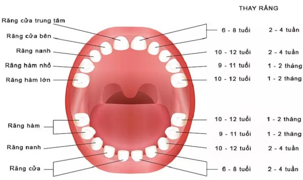 Tên gọi từng chiếc răng trong cả hàm răng
