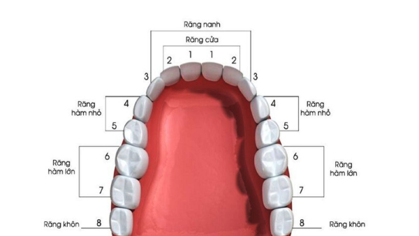 Răng số 4 là một trong những răng có vị trí quan trọng trong hàm răng