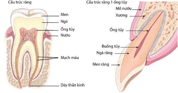 Răng chết tủy tồn tại được bao lâu? Cách xử lý an toàn 1 Tủy răng và thành phần và cấu tạo của tủy răng