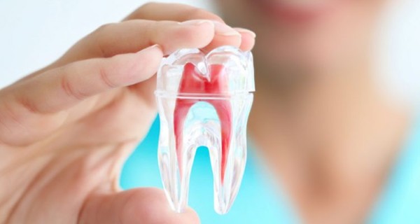 Tủy răng là một mô mềm nằm ở trung tâm của răng