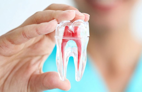 Tủy răng là gì?