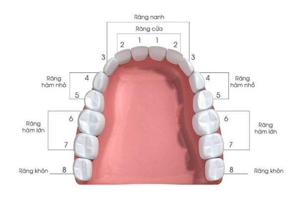 Sơ đồ nhận biết răng của bạn