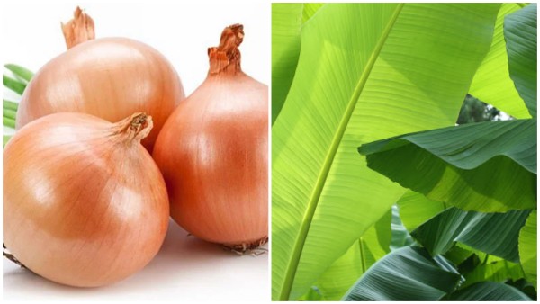 Sử dụng nước cốt lá chuối, hành tây