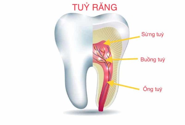 Tủy răng là mô mềm nằm ở trung tâm của răng