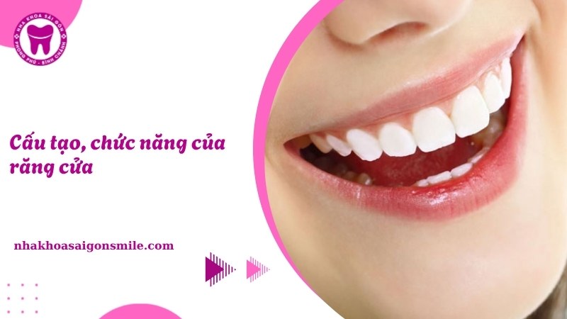 Răng cửa: cấu tạo, chức năng và các vấn đề thường gặp cần lưu ý