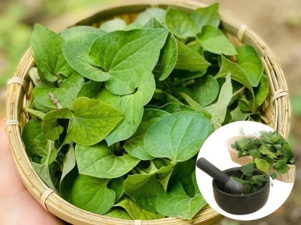 Sử dụng các mẹo dân gian từ bạc hà, trà xanh, hoặc rau diếp cá để trị lưỡi trắng tại nhà