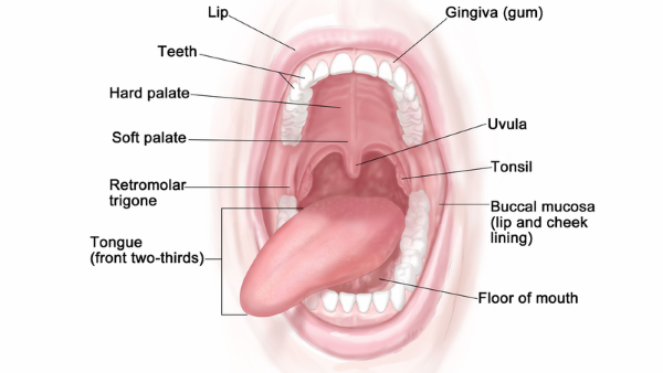Niêm mạc là gì? Cấu tạo, chức năng, bệnh lý và cách chăm sóc hiệu quả 2 Cấu tạo của niêm mạc miệng