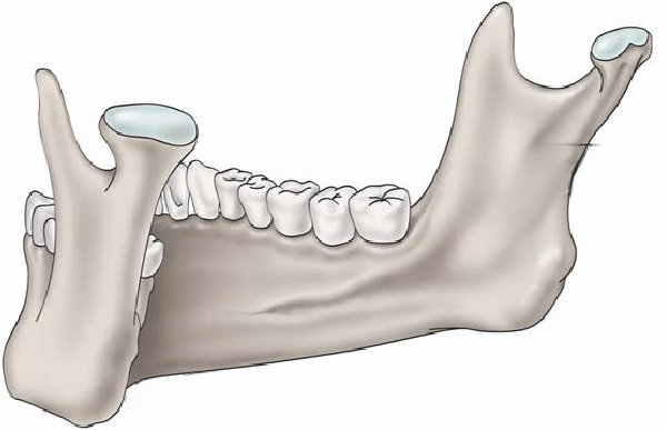 Xương hàm dưới là gì? Giải phẫu, cấu tạo và chức năng quan trọng 14 Phần nhánh của xương hàm dưới