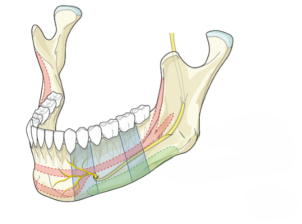 Xương hàm dưới là gì? Giải phẫu, cấu tạo và chức năng quan trọng 16 các lỗ thần kinh của xương hàm dưới