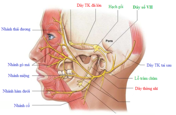 Xương hàm dưới là gì? Giải phẫu, cấu tạo và chức năng quan trọng 17 Dây thần kinh và các mạch máu duy trì chức năng cảm giác và vận động cho mặt