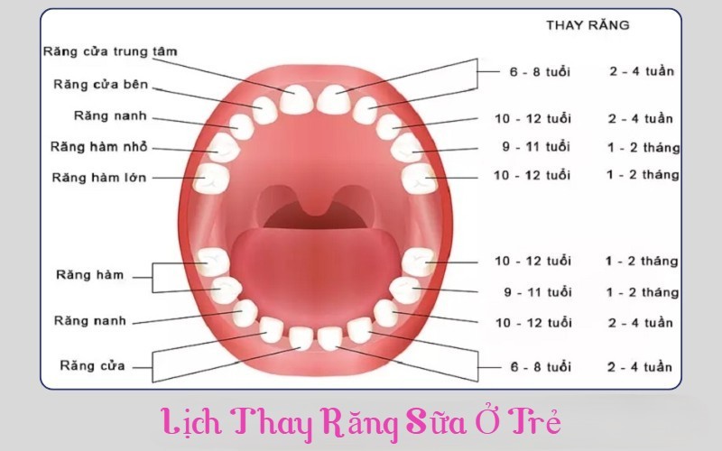 Có nên nhổ răng sữa khi chưa lung lay? Lời khuyên từ nha sĩ 2 Quy luật thay răng sữa ở trẻ