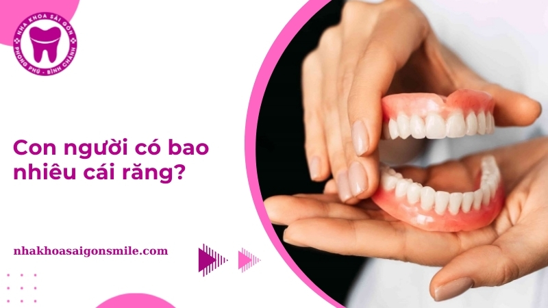 Con người có bao nhiêu cái răng? Số lượng và chức năng răng