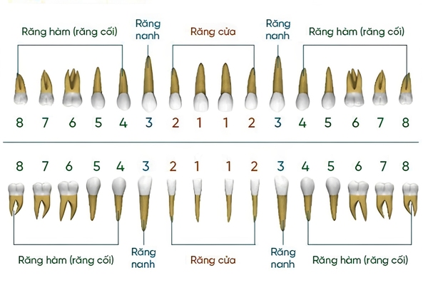 Số lượng từng loại răng và chức năng cụ thể của răng Số lượng từng loại răng và chức năng cụ thể của răng