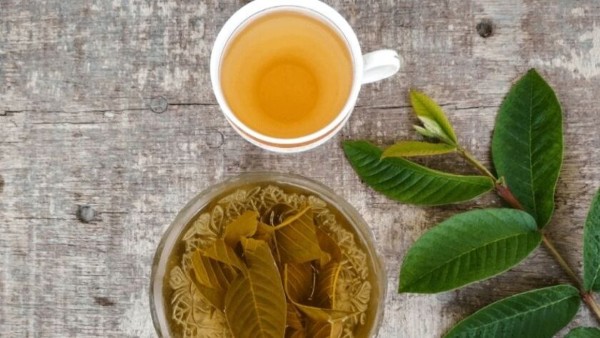 Ngậm nước lá ổi non hỗ trợ sát khuẩn khoang miệng và giảm đau hiệu quả Ngậm nước lá ổi non hỗ trợ sát khuẩn khoang miệng và giảm đau hiệu quả