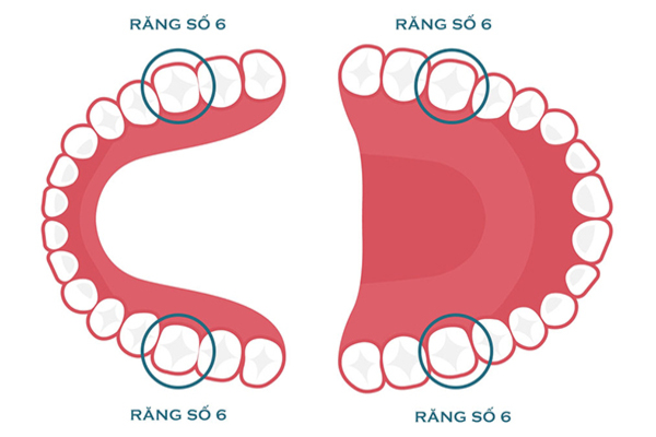 Giới thiệu chung về răng số 6 Giới thiệu chung về răng số 6