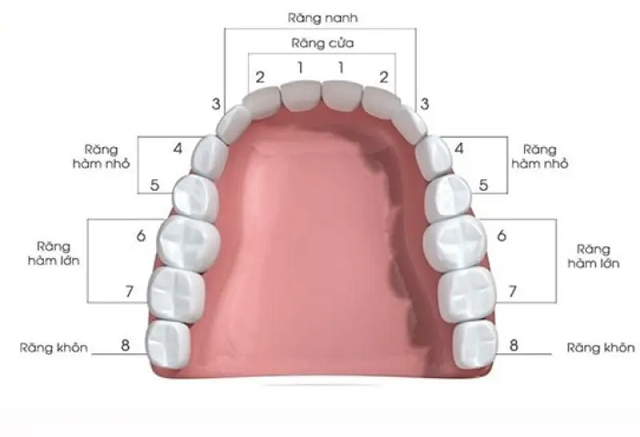 Răng chó là răng gì? Tính cách, vận mệnh và tướng số của người răng chó 3 Răng chó nằm ở vị trí trung tâm của cung răng hàm trên hoặc dưới