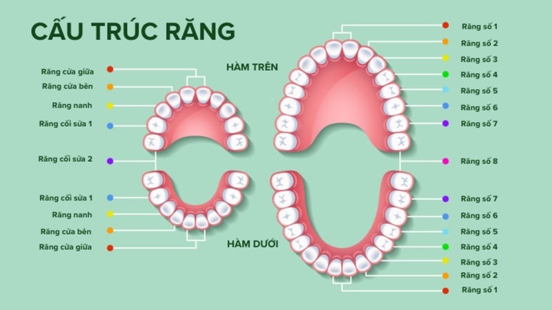 Cấu tạo răng người: Sơ đồ chi tiết và chức năng từng bộ phận 1 Hàm răng sữa ở trẻ em và răng vĩnh viễn ở người trưởng thành