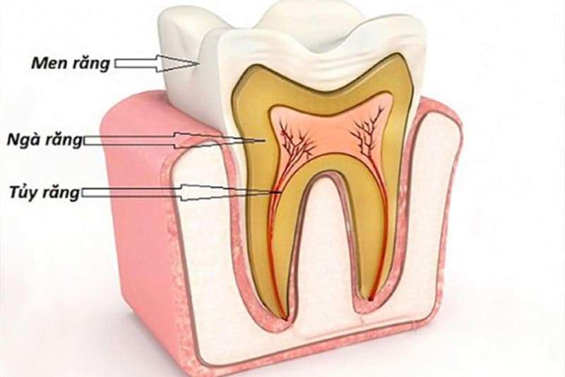 Cấu tạo răng người: Sơ đồ chi tiết và chức năng từng bộ phận 2 Cấu tạo răng ở người