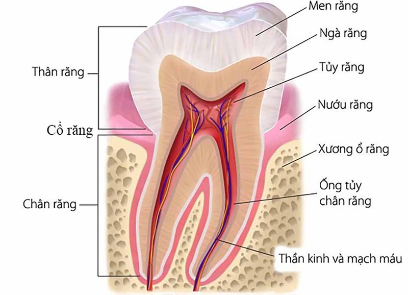 Cấu tạo răng người: Sơ đồ chi tiết và chức năng từng bộ phận 3 Mặt cắt cấu tạo răng theo chiều dọc