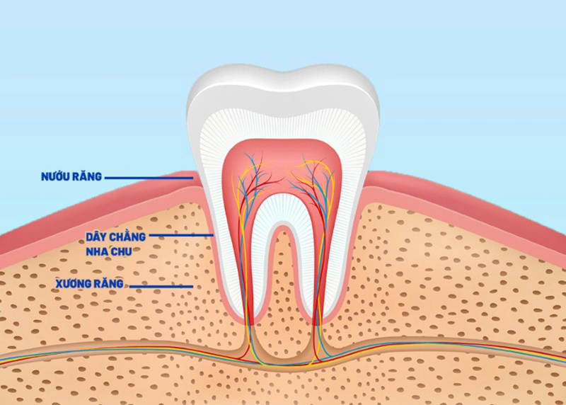 Cấu tạo răng người: Sơ đồ chi tiết và chức năng từng bộ phận 4 Hệ thống cấu trúc hỗ trợ quanh răng