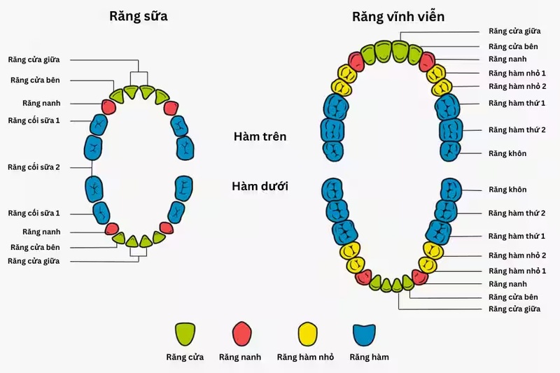 Cấu tạo răng người: Sơ đồ chi tiết và chức năng từng bộ phận 5 4 nhóm răng chính trong hàm răng
