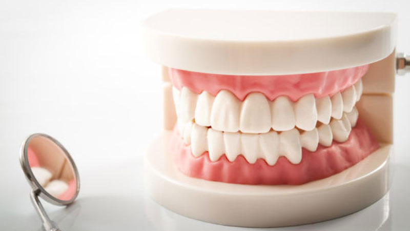 Người có 36 cái răng thì sao? Tốt hay Xấu dưới góc độ Y khoa? 1 Bộ răng người trưởng thành với 32 chiếc răng