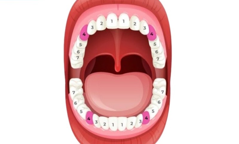 Răng số 4 là răng gì? Vị trí, chức năng và những lưu ý quan trọng 1 Vị trí răng số 4 trong hàm răng